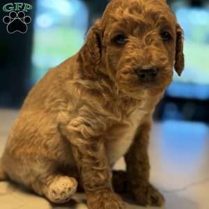 Rex, Mini Golden Mountain Doodle Puppy