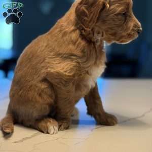 Nita, Mini Golden Mountain Doodle Puppy