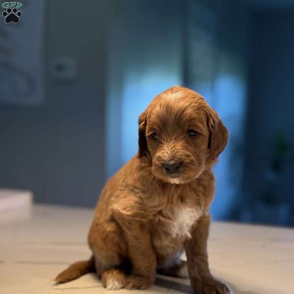 Nita, Mini Golden Mountain Doodle Puppy