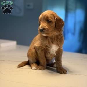 Nita, Mini Golden Mountain Doodle Puppy