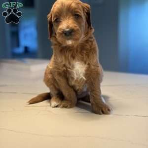 Nita, Mini Golden Mountain Doodle Puppy