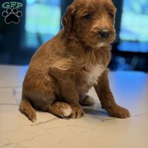 Nita, Mini Golden Mountain Doodle Puppy