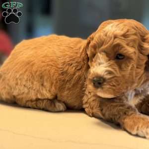 Clair, Mini Golden Mountain Doodle Puppy