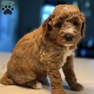 Tate, Mini Golden Mountain Doodle Puppy
