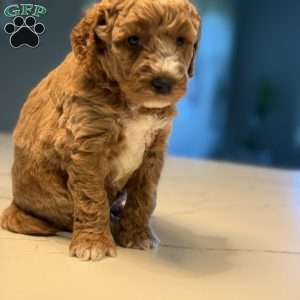 Clair, Mini Golden Mountain Doodle Puppy