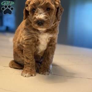 Clair, Mini Golden Mountain Doodle Puppy