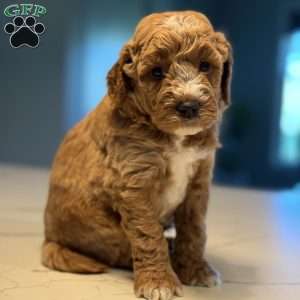 Clair, Mini Golden Mountain Doodle Puppy