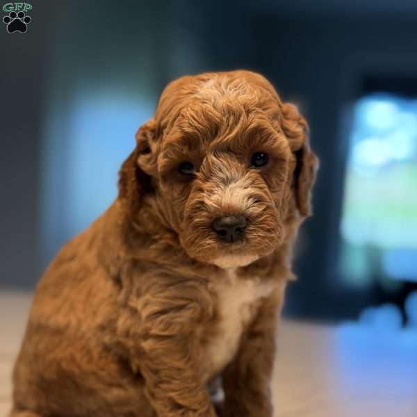Tate, Mini Golden Mountain Doodle Puppy