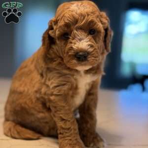 Clair, Mini Golden Mountain Doodle Puppy