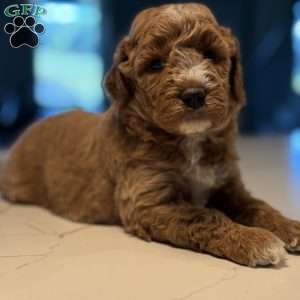 Tate, Mini Golden Mountain Doodle Puppy