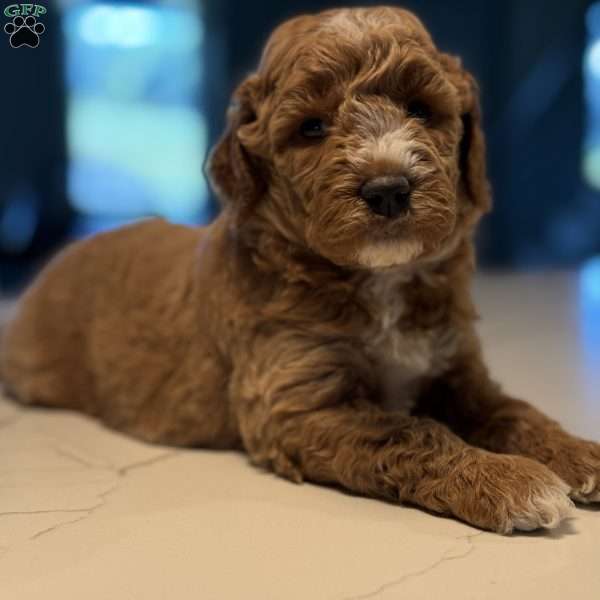 Clair, Mini Golden Mountain Doodle Puppy