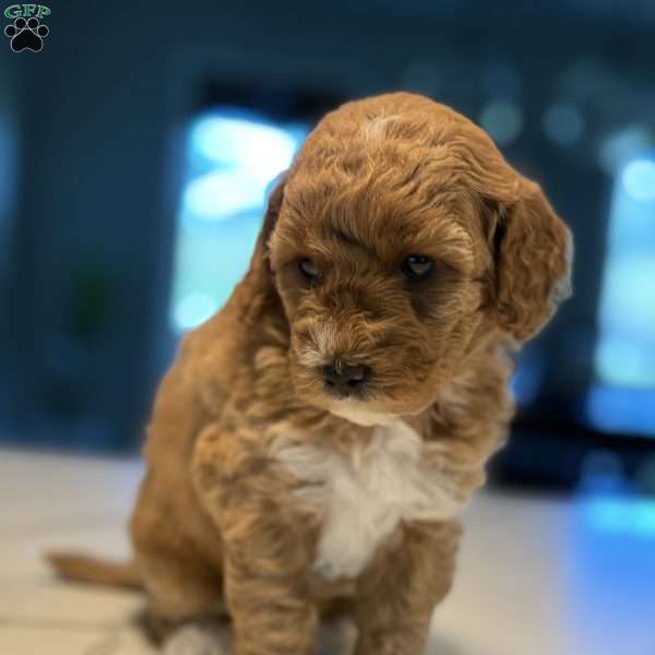 Max, Mini Golden Mountain Doodle Puppy