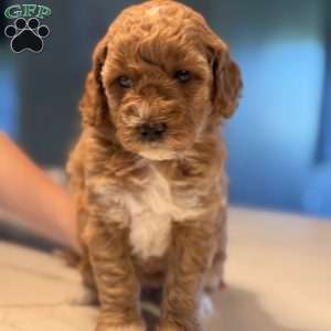 Max, Mini Golden Mountain Doodle Puppy