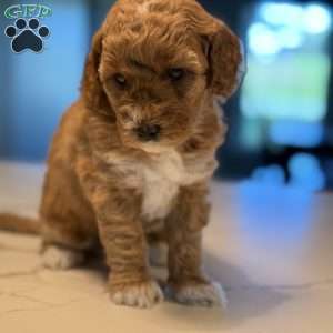 Max, Mini Golden Mountain Doodle Puppy