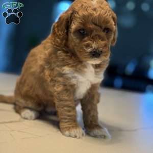 Max, Mini Golden Mountain Doodle Puppy