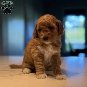 Max, Mini Golden Mountain Doodle Puppy