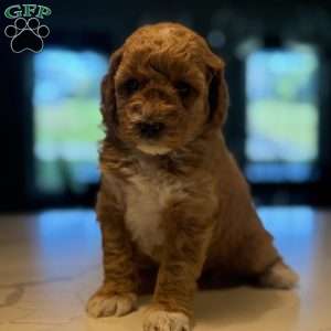 Max, Mini Golden Mountain Doodle Puppy