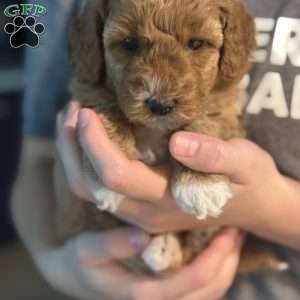 Max, Mini Golden Mountain Doodle Puppy