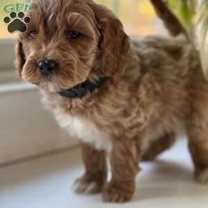 Archer, Mini Goldendoodle Puppy