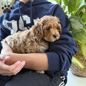 Archer, Mini Goldendoodle Puppy