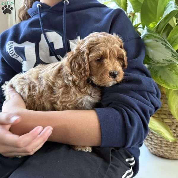 Archer, Mini Goldendoodle Puppy