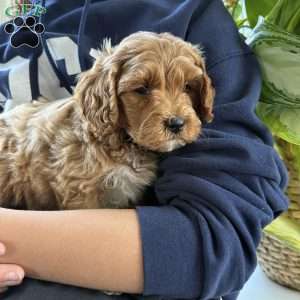 Archer, Mini Goldendoodle Puppy