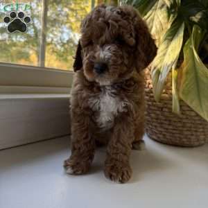 Tate, Mini Goldendoodle Puppy