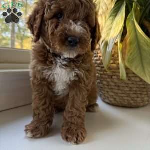Tate, Mini Goldendoodle Puppy