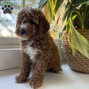 Tate, Mini Goldendoodle Puppy