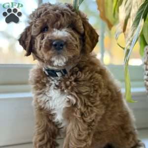 Tate, Mini Goldendoodle Puppy