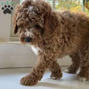 Tate, Mini Goldendoodle Puppy