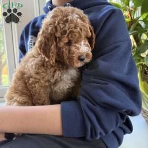 Tate, Mini Goldendoodle Puppy