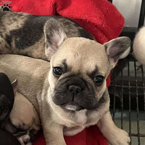 Daisy, French Bulldog Puppy