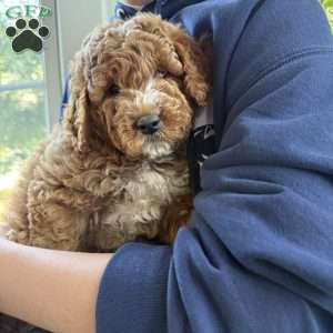 Tate, Mini Goldendoodle Puppy
