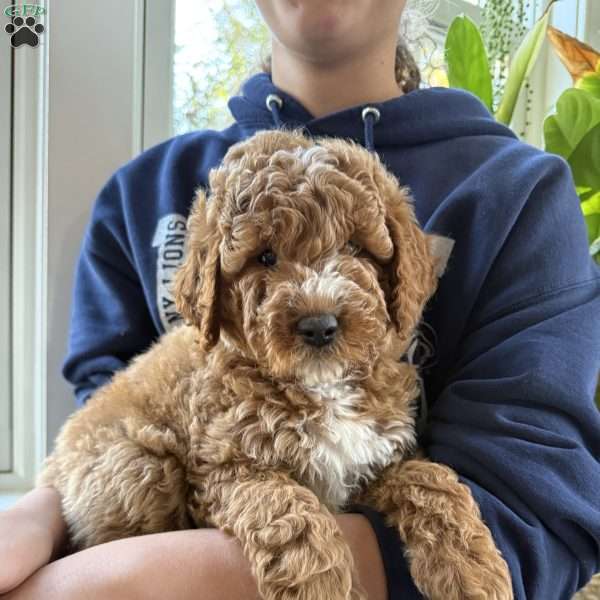 Tate, Mini Goldendoodle Puppy