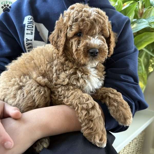 Tate, Mini Goldendoodle Puppy