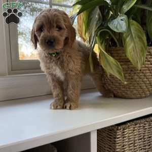 Casper, Mini Goldendoodle Puppy