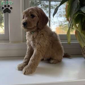 Casper, Mini Goldendoodle Puppy