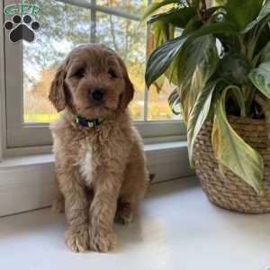 Casper, Mini Goldendoodle Puppy