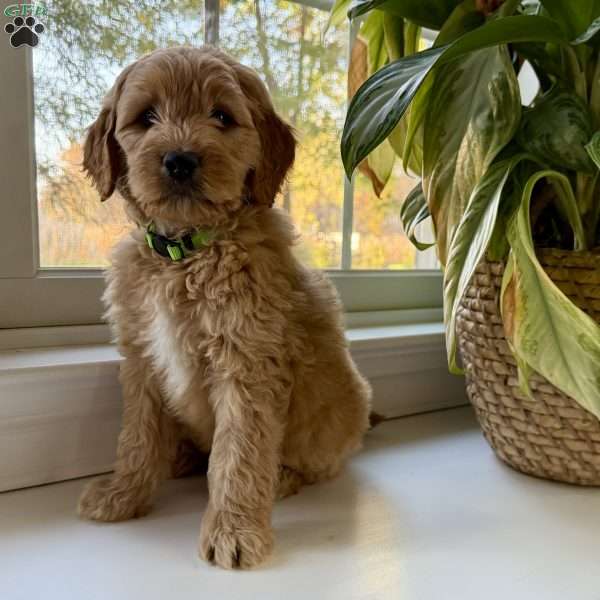 Casper, Mini Goldendoodle Puppy