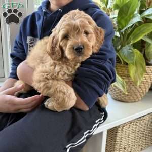 Casper, Mini Goldendoodle Puppy