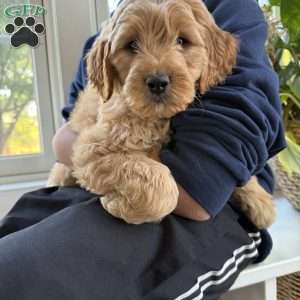 Casper, Mini Goldendoodle Puppy