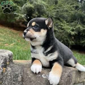 West, Shiba Inu Puppy