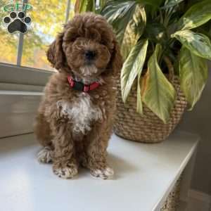 Clair, Mini Goldendoodle Puppy