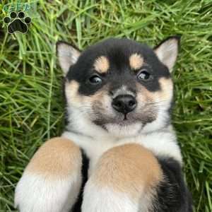 West, Shiba Inu Puppy