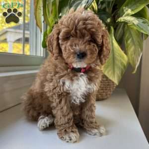 Clair, Mini Goldendoodle Puppy