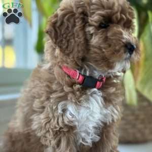 Clair, Mini Goldendoodle Puppy