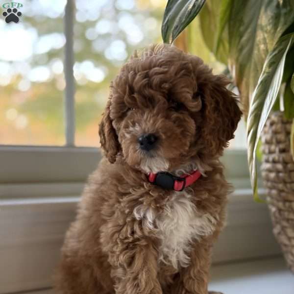 Clair, Mini Goldendoodle Puppy
