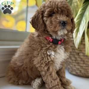 Clair, Mini Goldendoodle Puppy