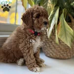 Clair, Mini Goldendoodle Puppy